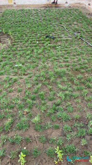 للبيع قطعة أرض بحي النصر مربع 42