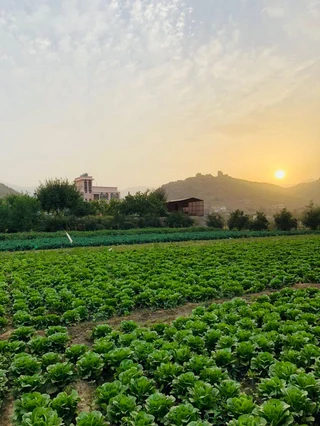 للبيع مزرعة بالعسيلات الخرطوم